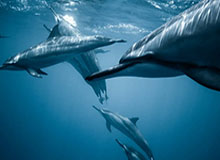 kaiyun-时隔11月桃田重返赛场 感谢支持者对未来充满信心